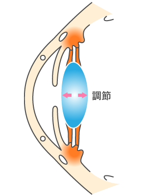 近くをみているとき